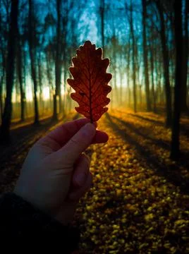 Hand holds a leaf with shadows during beautiful sunset in forest Stock Photos