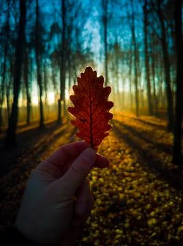 Hand holds a leaf with shadows during beautiful sunset in forest Stock Photos