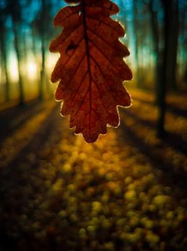 Hand holds a leaf with shadows during beautiful sunset in forest Stock Photos