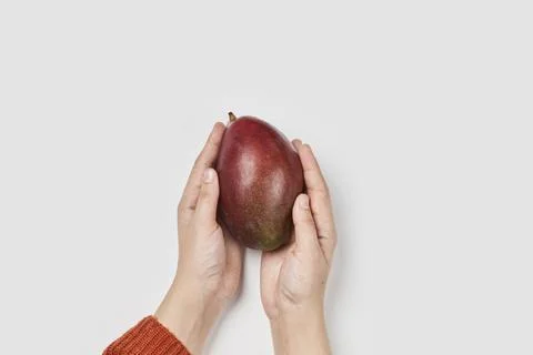 Hand holds mango fruit on white background Stock Photos