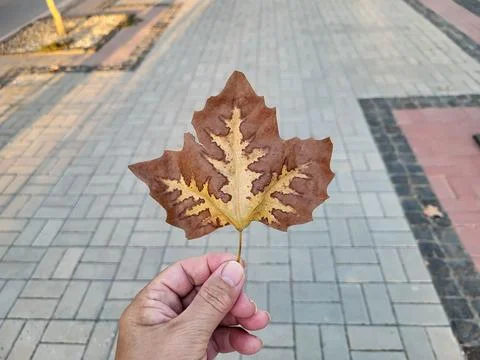 A hand holds a maple leaf of a sycamore tree on the background of a paving .. Stock Photos
