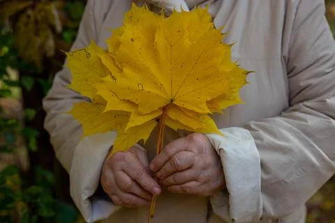 Hand holds maple yellow leaf background forest Stock Photos