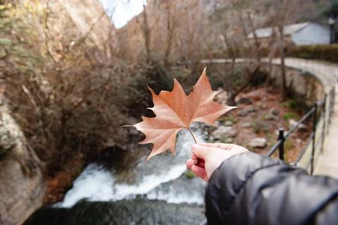 Hand holds maple yellow leaf on the background of Bled Lake Stock Photos