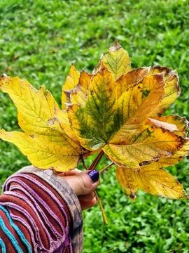 Hand holds maple yellow leaves on the background of grass. Autumn background. Stock Photos