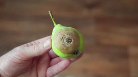 A hand holds a pear with a large area of rot on its peel 스톡 동영상 342125452