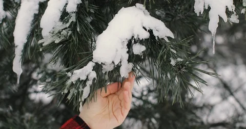 Hand Holds Pine Tree. Girl In The Snow Forest. Cold Winter Stock Footage 124621847