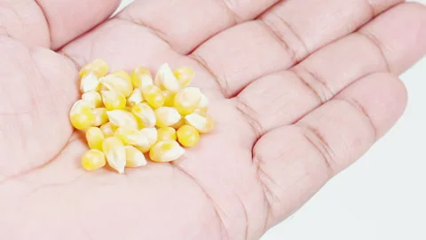 A Hand Holds Popcorn Kernels Stock Footage 248712974