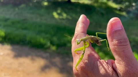 A hand holds a praying mantis Video stock 313225329