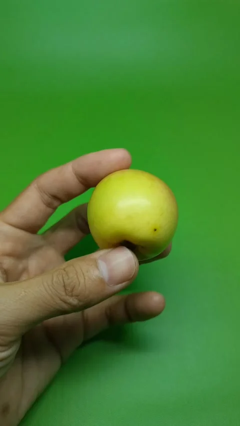 Hand holds a ripe, round fruit against vibrant green background Stock Footage 332082899