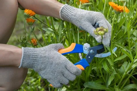 The hand holds the scissors with which it cuts the calendula flower Stock Photos