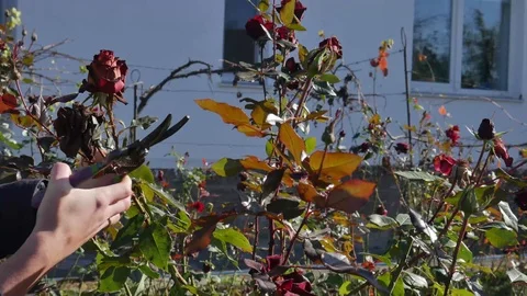 Hand holds secateurs and pruning faded roses buds. Bushes of roses closeup Stock Footage 119760359