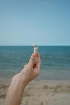 Hand holds small sea creature against ocean backdrop Stock Photos