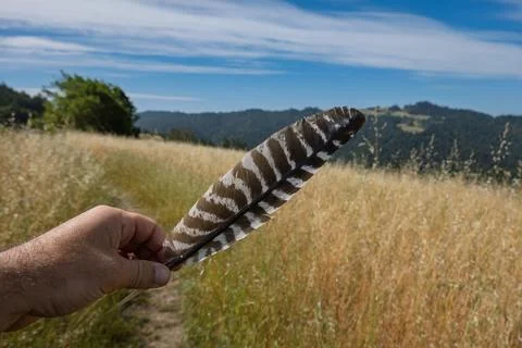 Hand holds a striped hawk feather against a golden grassy field Stock Photos