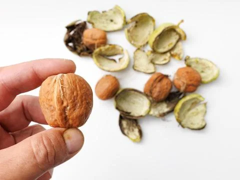 Hand holds a whole walnut. Shells scattered around on white background. Nat.. Stock Photos