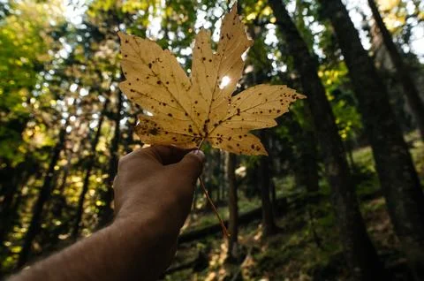 A hand holds a yellow maple leaf Stock Photos