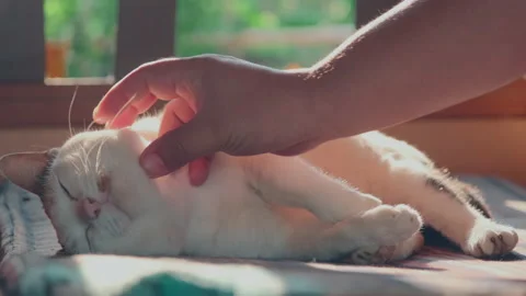 Hand of human playing with cute cat on fabric upholstery Stock Footage 151588677