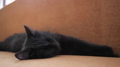 Hand of a human stroking a black cat, who sleeps on a sofa Video stock 130564921