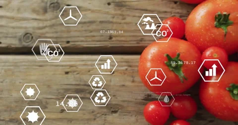 Hand-icon sliding from left starting code showing tomato-cluster growing with Stock Footage 314085243