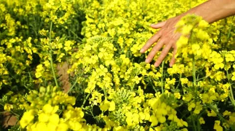 Hand im Raps 50% Stock Footage 11130497