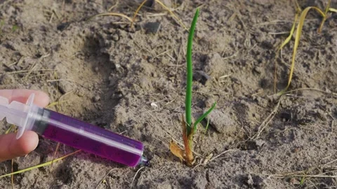 A hand inserts a syringe with a bright purple liquid into an onion growing in a Stock Footage 166827260
