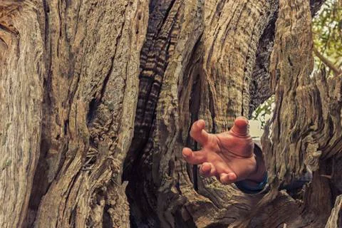Hand inside an ancient olive tree Stock Photos