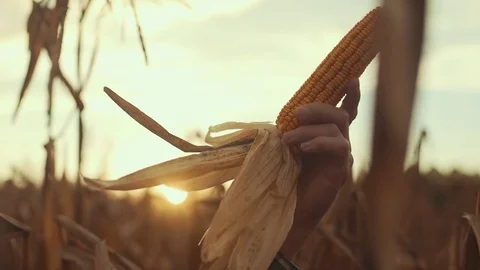 Hand Inspecting Corn in Field During Sunset Stock Footage 81563477