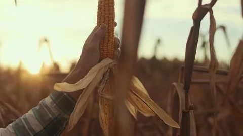 Hand Inspecting Corn in Field During Sunset Stock Footage 81563514