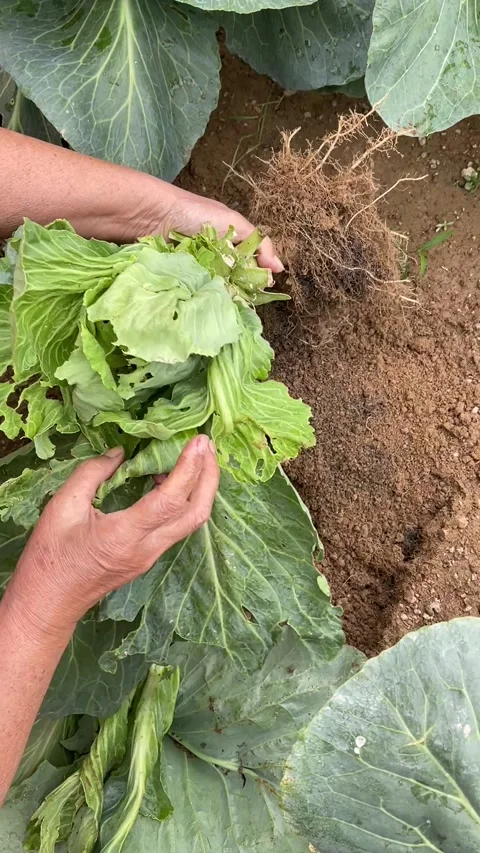 Hand Inspecting Damaged Pointed Cabbage With Insect Holes Stockbeeldmateriaal 328153028