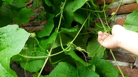 Hand Inspecting Delicate Loofah Flower Buds in a Lush Garden Stock-Footage 337951700