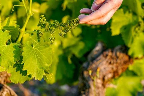 Hand inspecting developing grape flower buds on a grapevine Photos