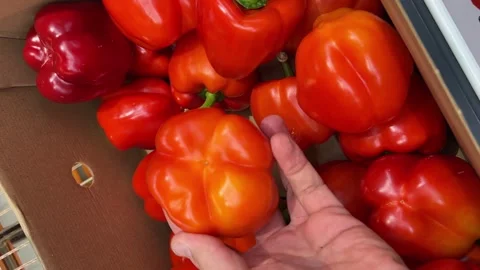 Hand Inspecting Fresh Red Bell Pepper Video stock 342498468