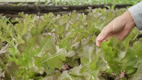 Hand Inspecting Fresh Red Oak Lettuce Growing in Organic Vegetable Garden Stock Footage 342224579