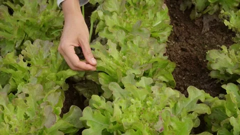 Hand Inspecting Fresh Red Oak Lettuce Growing in Organic Vegetable Garden Stock Footage 342224701
