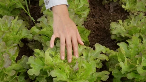 Hand Inspecting Fresh Red Oak Lettuce Growing in Organic Vegetable Garden Stock Footage 342224772