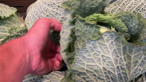 Hand Inspecting Fresh Savoy Cabbage Stock Footage 342498225