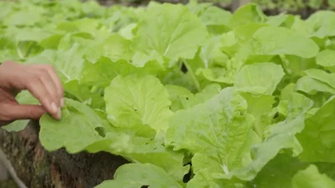 Hand Inspecting Healthy Green Leafy Vegetables Growing in a Garden Bed Stock Footage 342224588