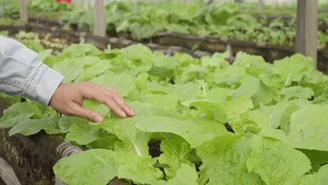 Hand Inspecting Healthy Green Leafy Vegetables Growing in a Garden Bed Stock Footage 342224647
