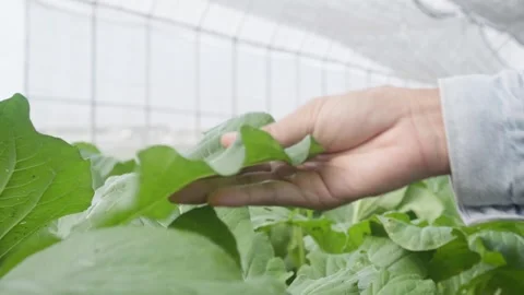 Hand Inspecting Healthy Leafy Green Vegetables Growing in Greenhouse Stock Footage 342224646
