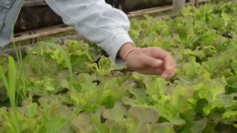 A hand inspecting healthy Red Oak lettuce growing in an organic garden. Stock Footage 342224748