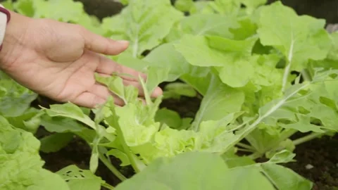 Hand Inspecting Leaf Damage on Organic Leafy Vegetables for Pest Control Stock Footage 342224580