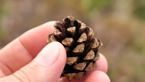Hand inspecting a pine cone in a natural outdoor setting in autumn Vidéo 287506832