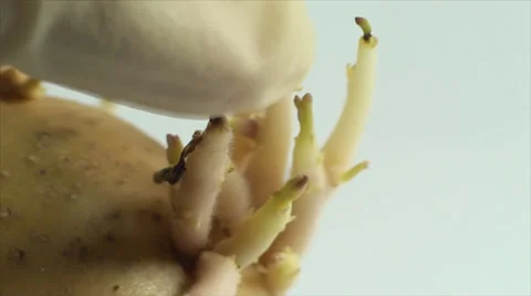 Hand Inspecting Potato Sprouts, Isolated On White, Research, Laboratory, Organic Stock Footage 39657559