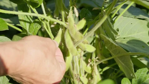 Hand inspecting soybean pods and leaves Vídeos de archivo 344953939