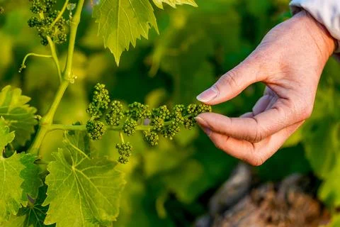 Hand inspecting young grape bud clusters in la rioja vineyard Photos