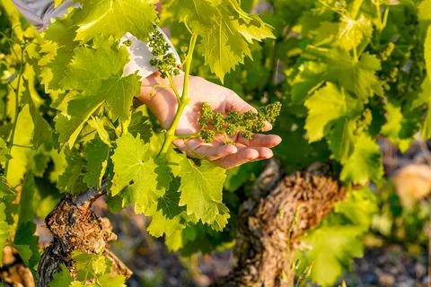 Hand inspecting young grapevine budding in la rioja vineyard Photos