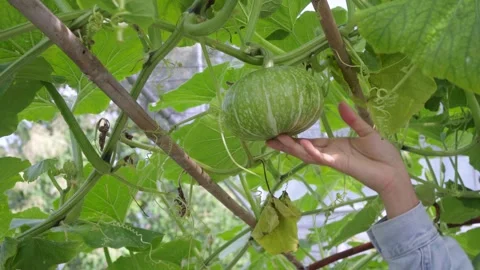 Hand Inspecting Young Green Pumpkin Growing on Vine in an Organic Garden. Stock Footage 342224762