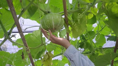 Hand Inspecting Young Green Pumpkin Growing on Vine in an Organic Garden Stock Footage 342224811