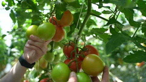 Hand inspects cluster of ripe red and green tomatoes growing on vine in sunny Stock Footage 320400077