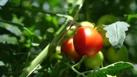 Hand inspects cluster of ripe red and green tomatoes growing on vine in sunny Stock Footage 320400179