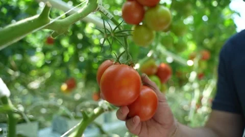 Hand inspects cluster of ripe red and green tomatoes growing on vine in sunny Stock Footage 320400229